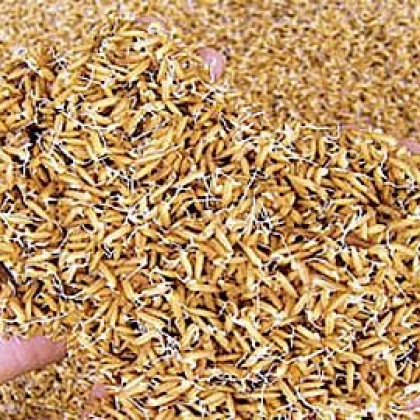 Cách ủ lúa lên mầm nhanh, không phải ai cũng biết!