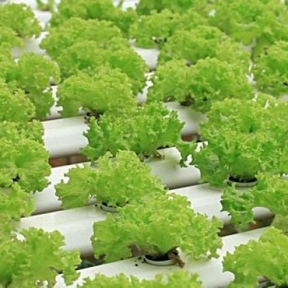 Thủy canh là gì? Các mô hình trồng rau thủy canh